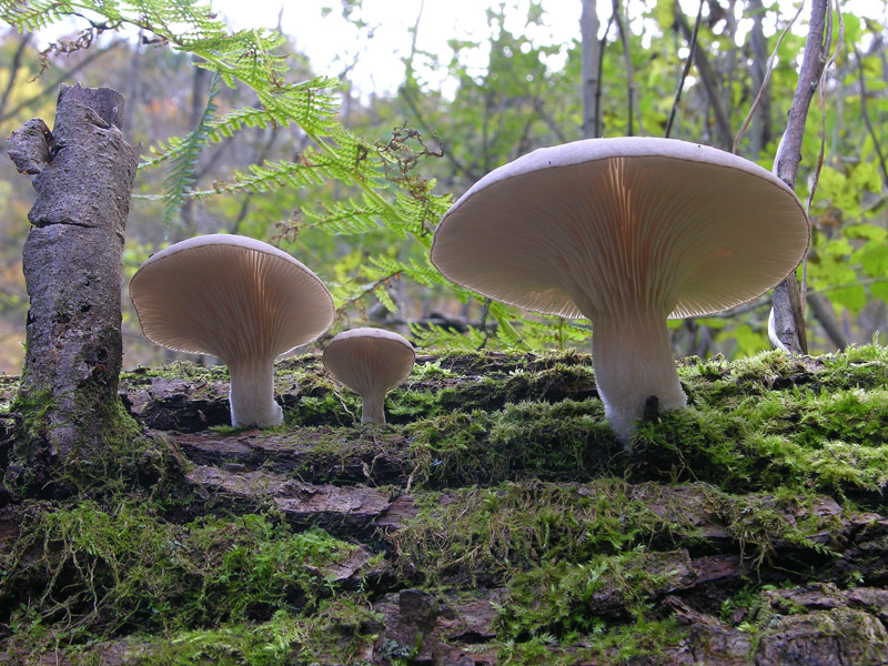 Un fosso......e una marea di funghi.(parte 1)